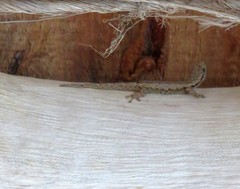 Lygodactylus verticillatus