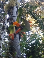 Columnea strigosa