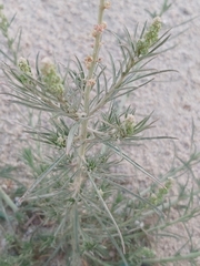 Reseda muricata