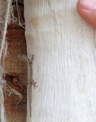 Lygodactylus verticillatus