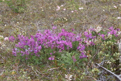 Oxytropis arctica taimyrensis