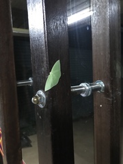 Tanaoctenia haliaria