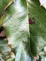 Cumminsiella mirabilissima