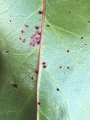 Cumminsiella mirabilissima