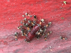Liometopum occidentale