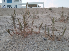 Reseda muricata