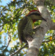 Xiphidiopicus percussus