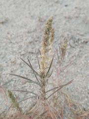 Reseda muricata
