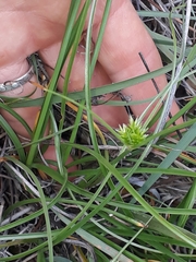 Cyperus uitenhagensis