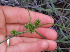 Cyperus uitenhagensis