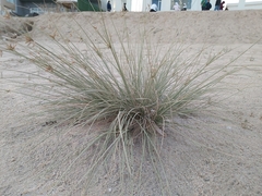 Cyperus conglomeratus