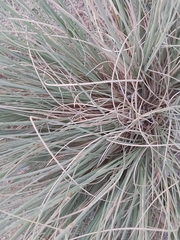 Cyperus conglomeratus