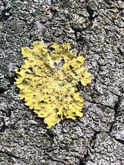 Xanthoria parietina
