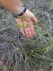 Cyperus uitenhagensis