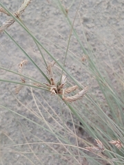 Cyperus conglomeratus