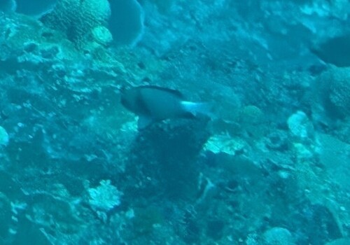 Indian Dascyllus (Dascyllus carneus)