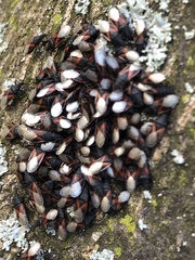 Oxycarenus lavaterae