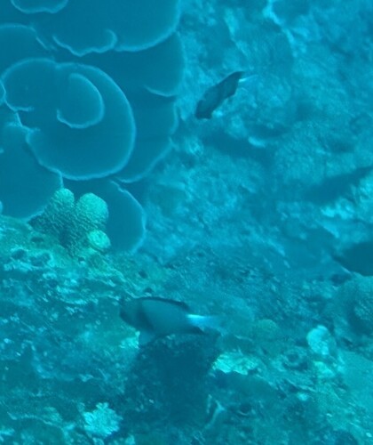 Indian Dascyllus (Dascyllus carneus)