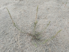Reseda muricata