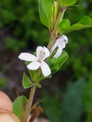 Ruellieae