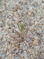 Reseda muricata