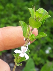 Ruellieae
