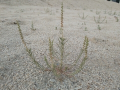 Reseda muricata