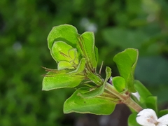 Ruellieae