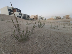 Reseda muricata