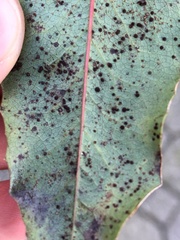 Cumminsiella mirabilissima