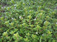 Ruellieae