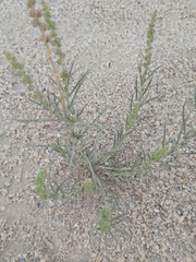 Reseda muricata