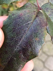 Cumminsiella mirabilissima