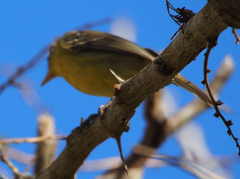 Vireo gundlachii