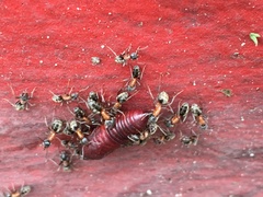 Liometopum occidentale