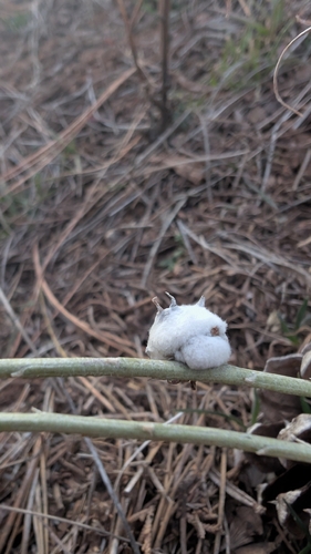 Unknown species found near Village Route Transfer, Grand Canyon Village, AZ 86023, USA