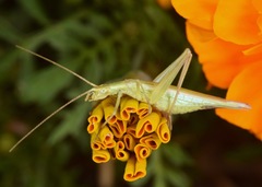 Oecanthus quadripunctatus