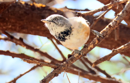 iNaturalist image