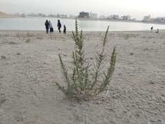 Reseda muricata