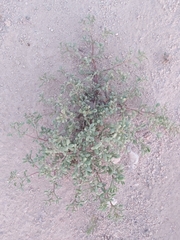 Reseda muricata