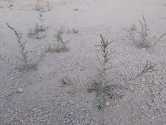 Reseda muricata