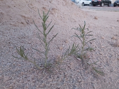 Reseda muricata