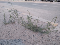Reseda muricata