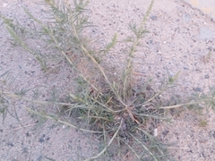 Reseda muricata
