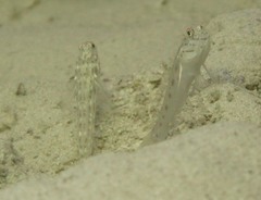 Ctenogobiops crocineus
