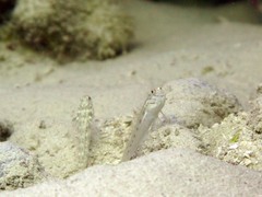 Ctenogobiops crocineus