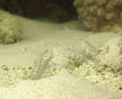 Ctenogobiops crocineus