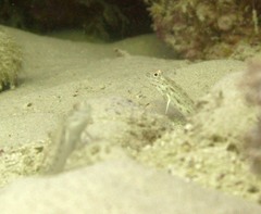 Ctenogobiops crocineus