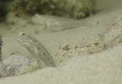 Ctenogobiops crocineus