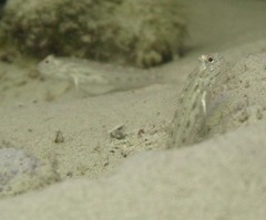 Ctenogobiops crocineus